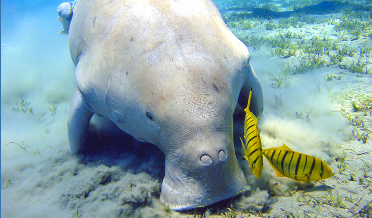 Sea Cows are Marsa Allam friends  Photo